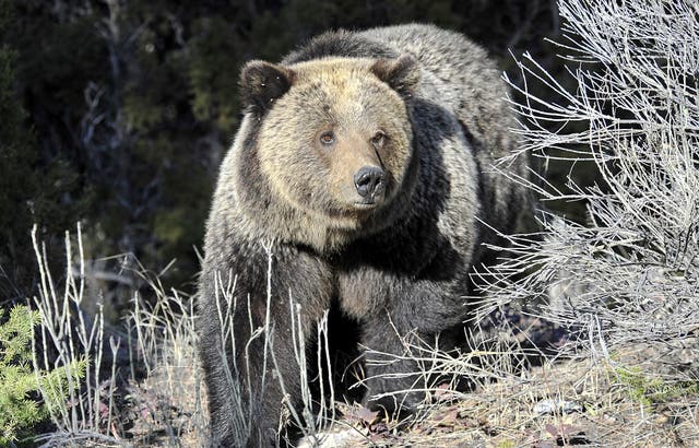 <p>A Grizzly bear walk through Yellowstone National Park near Mammoth, Wyo., May 4, 2009</p>