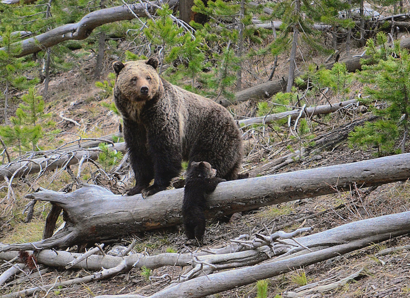 A grizzly bear and a cub along the Gibbon River in Yellowstone National Park