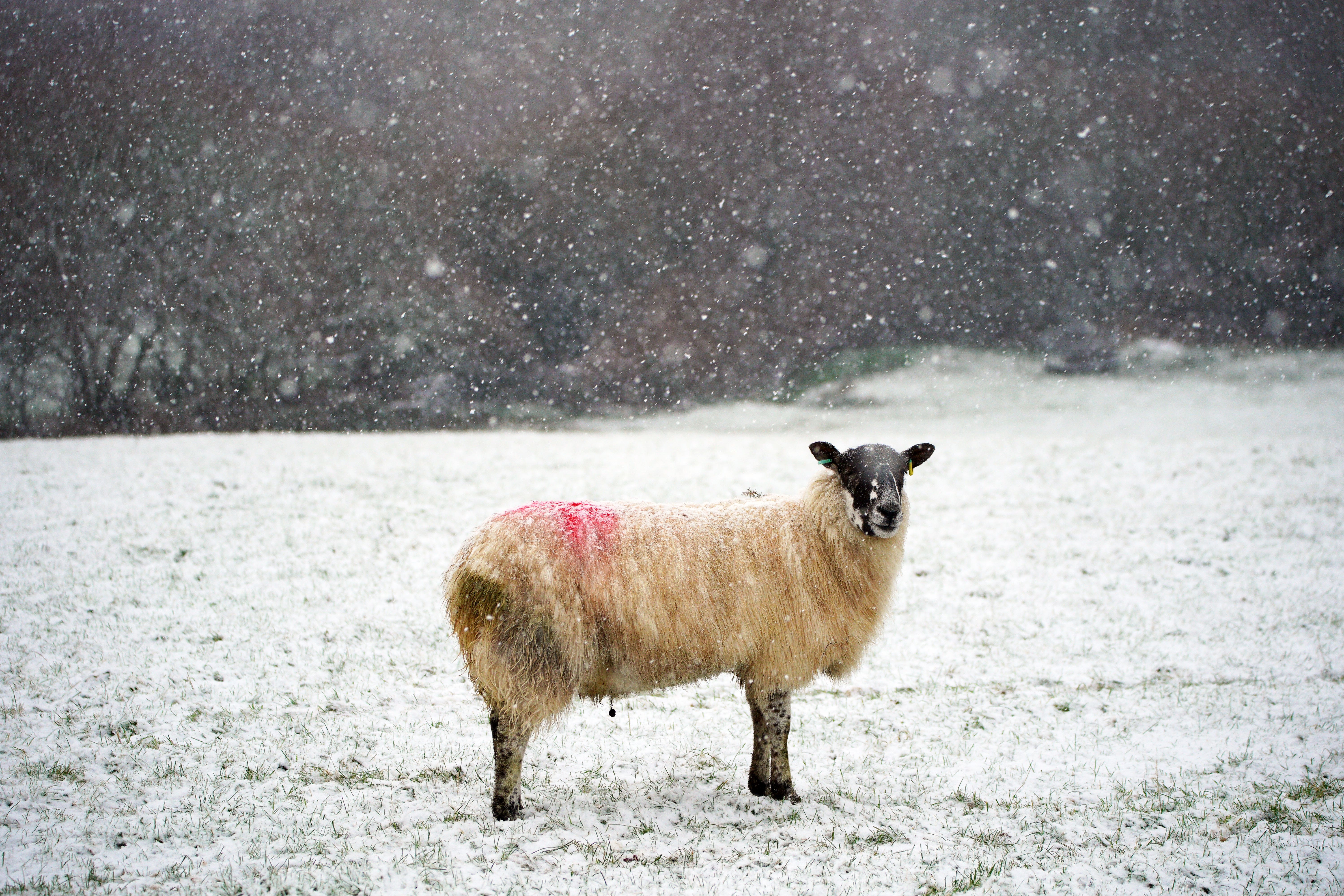 A Met Office yellow weather warning for ice and snow is now place until 10am on Friday (PA)