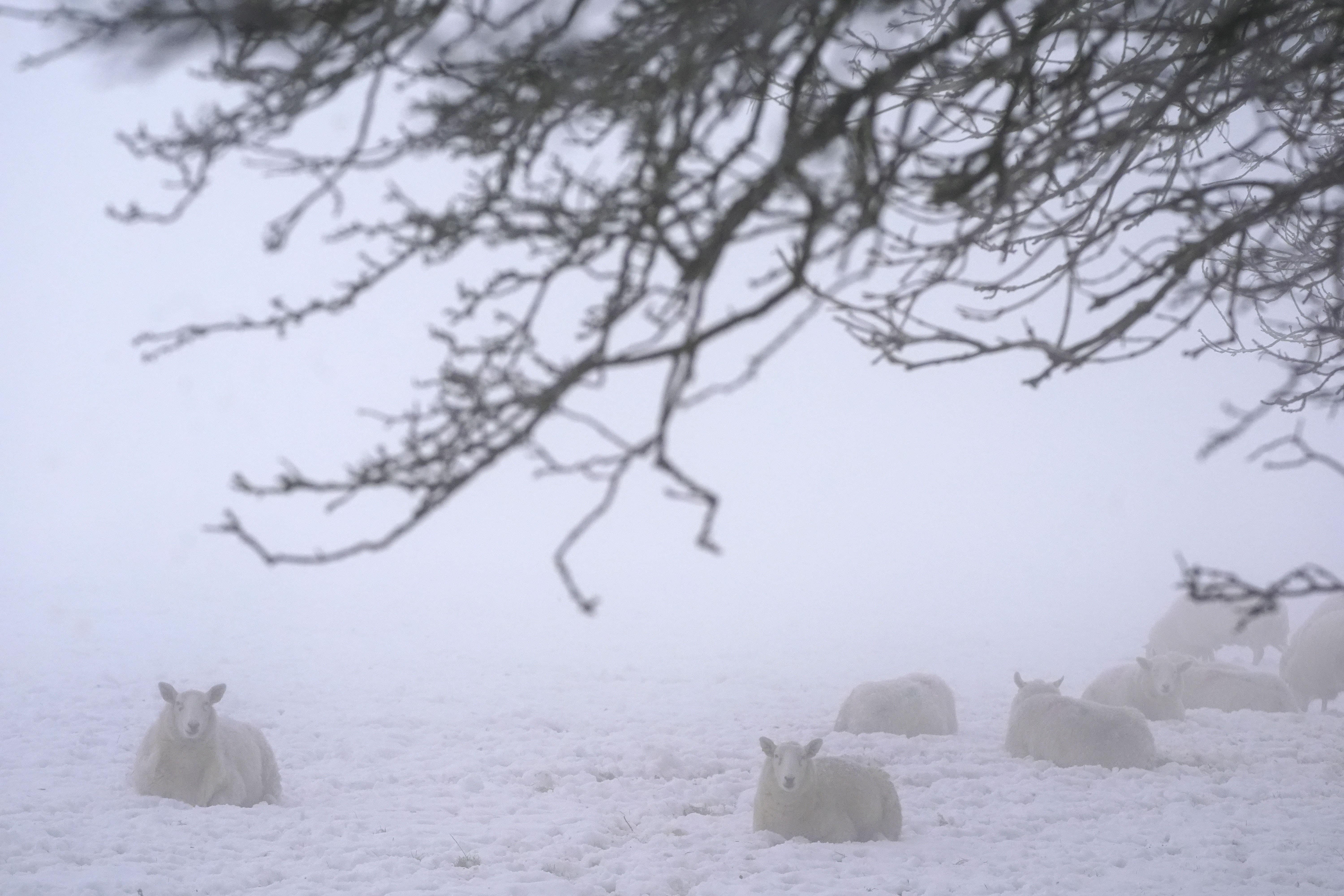 Sheep in a snowy field in County Kildare (PA)