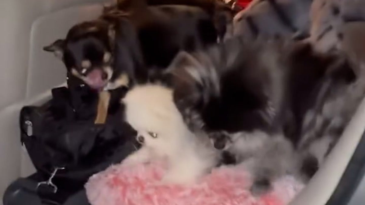 Paris Hilton evacuates four tiny dogs from LA home destroyed by