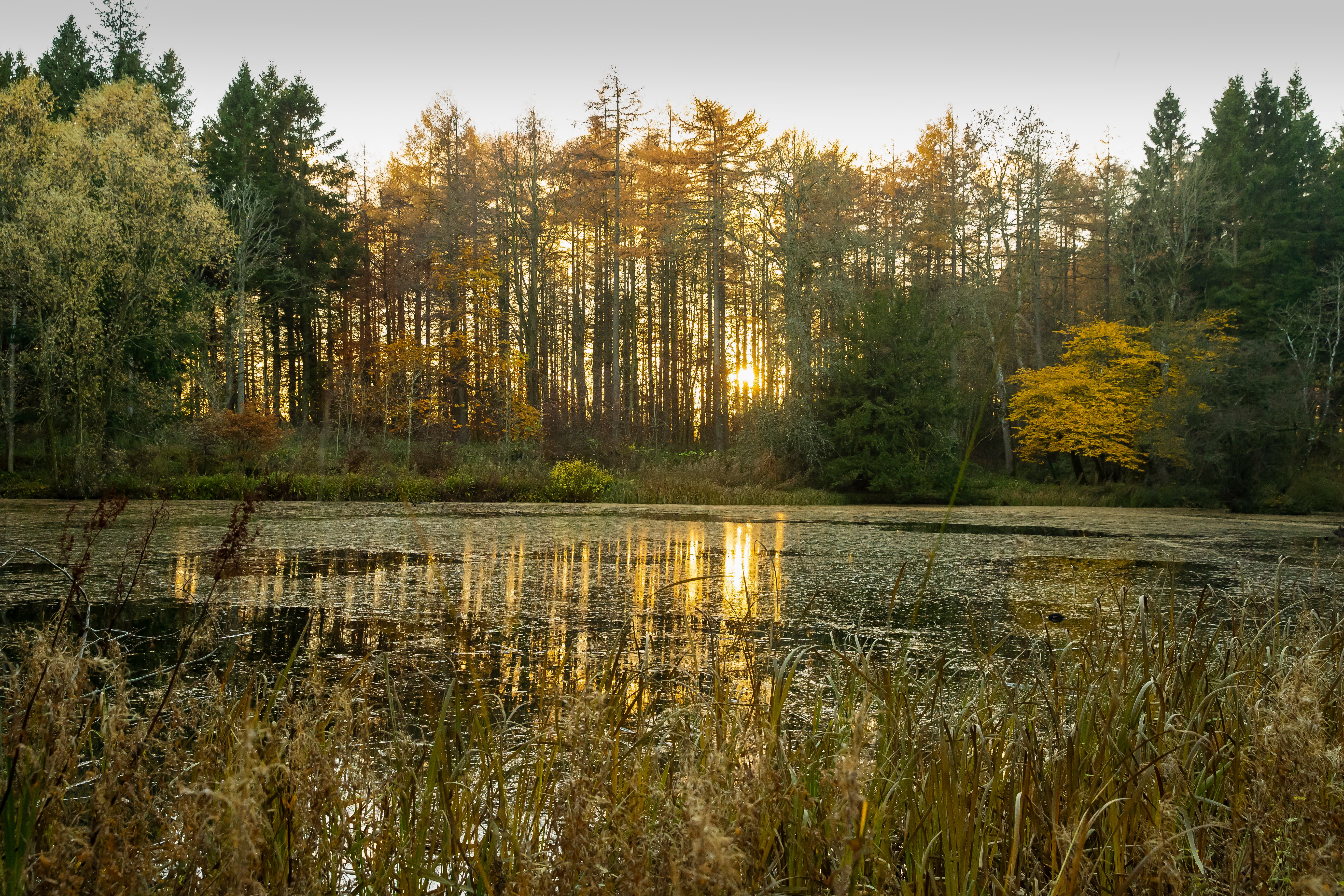 Low autumn sun shining through trees across the lake at Wallington, Northumberland (Chris Lacey/National Trust/PA)