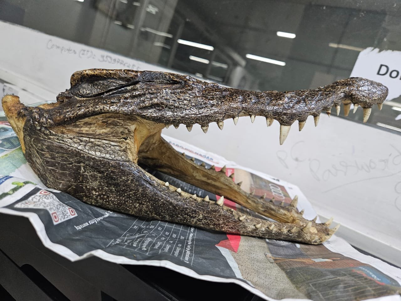 Canadian man arrested at Delhi airport with crocodile skull