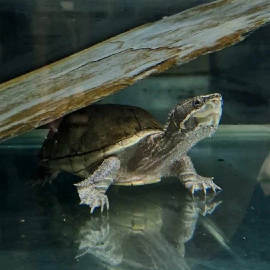 Elon the musk turtle - also known as the stinkpot turtle