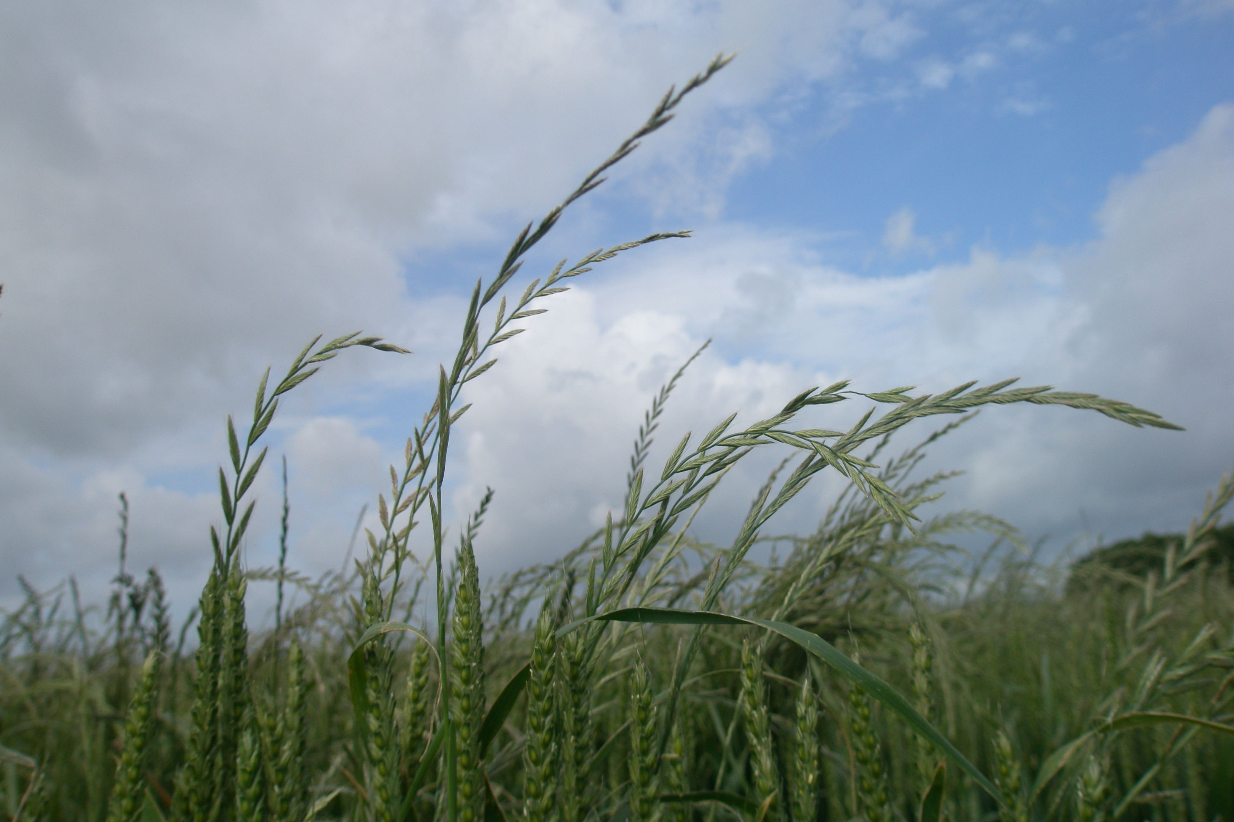 Glyphosate-resistance Italian ryegrass has been found on a farm in Kent (John Cussans/Adas)