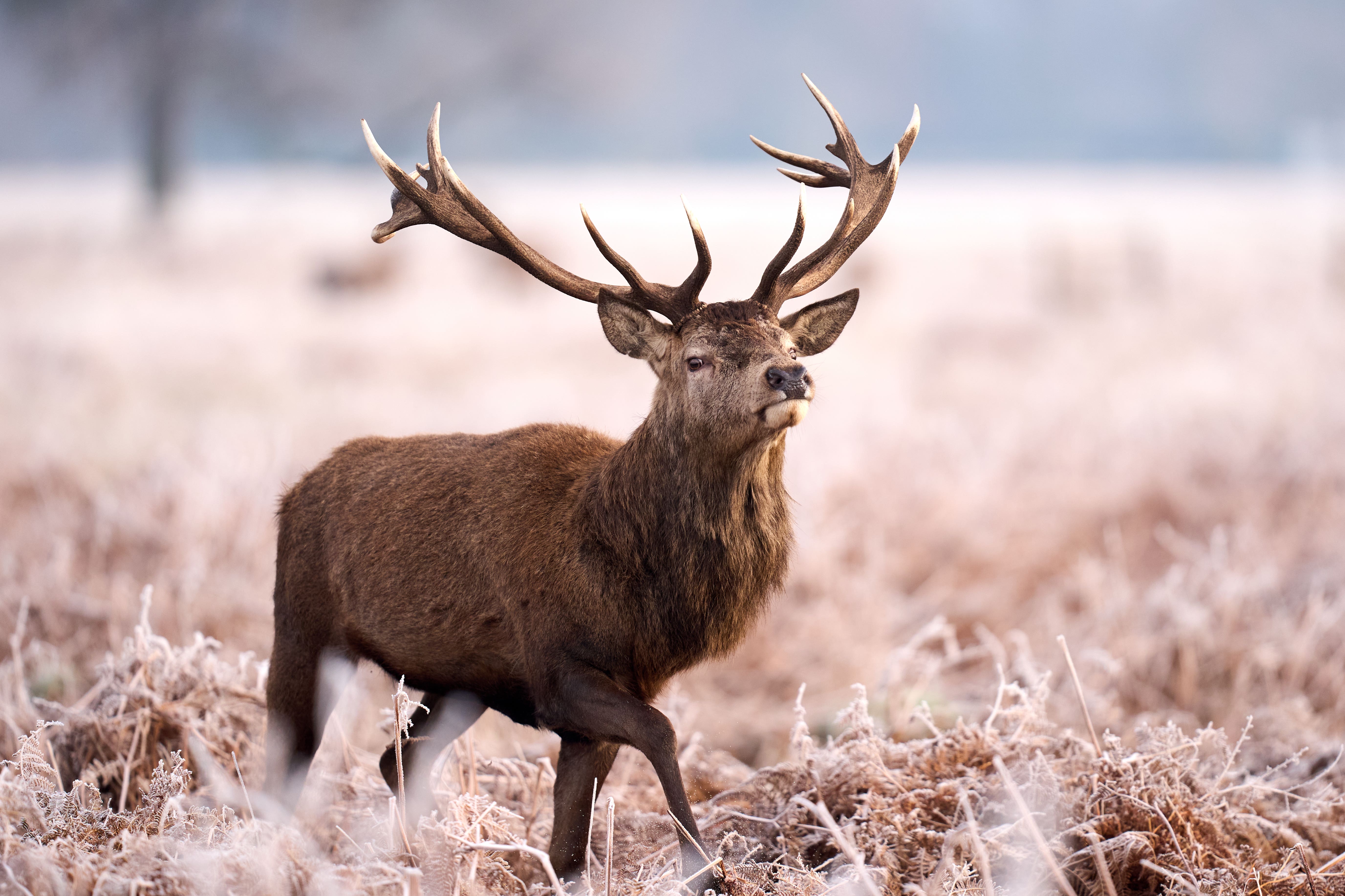 Deer on a frosty morning in Bushy Park (John Walton/PA)