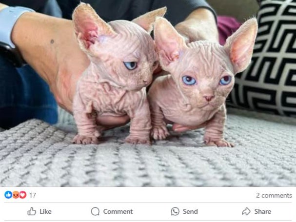 This pair were advertised for sale on Facebook