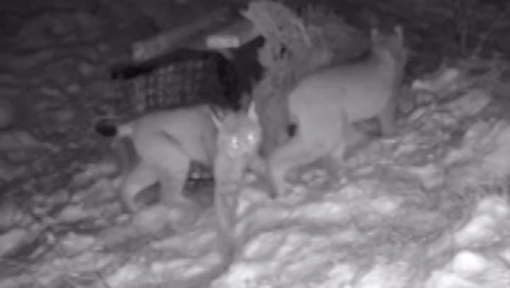 <p>Second pair of lynxes filmed roaming Scottish Highlands
</p>