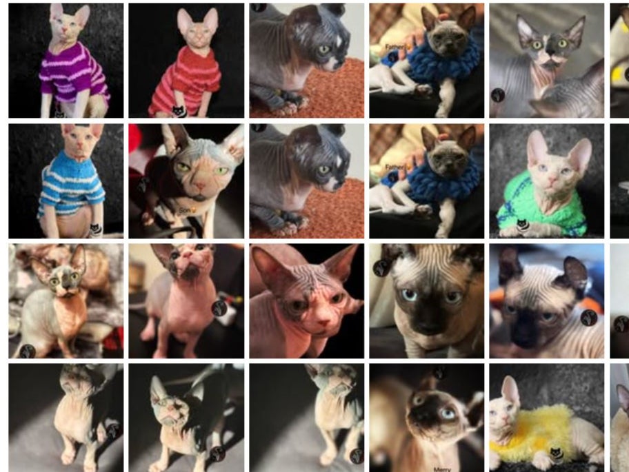 Some social media users dress their ‘bully’ kittens up