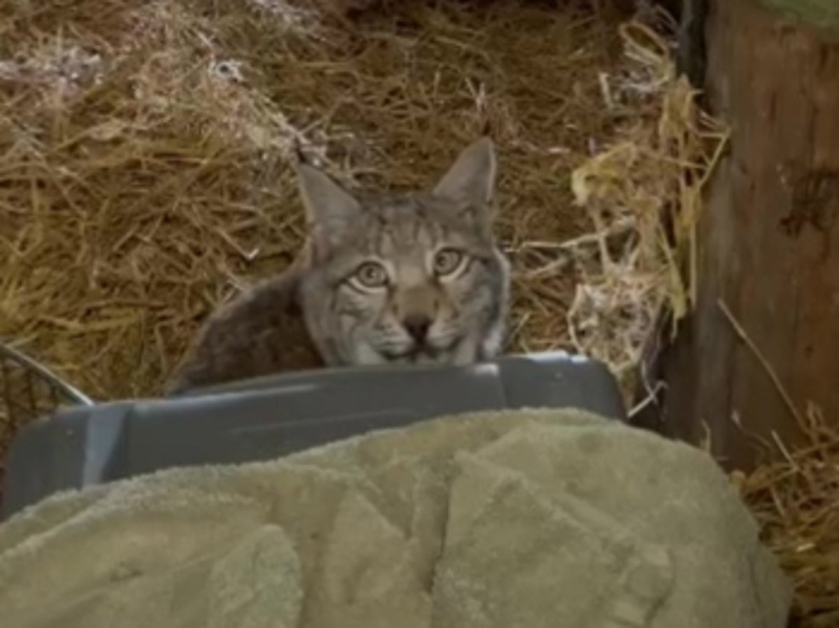 Two more lynx abandoned in Cairngorms caught  two days after earlier pair captured