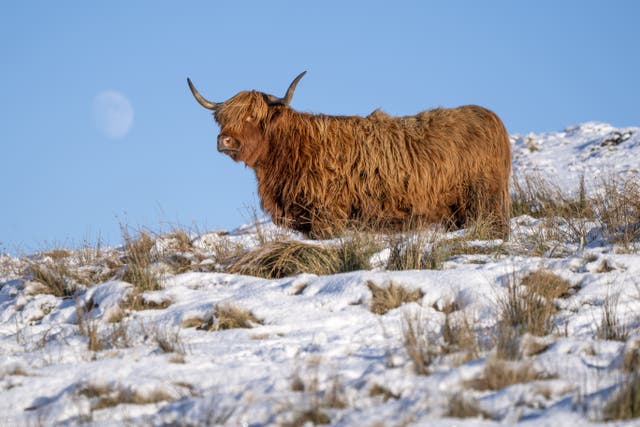 A Highland cow grazes in a snow-covered field near Shotts, North Lanarkshire. Temperatures will continue to fall over the coming days, with the mercury potentially reaching minus 20C in northern parts of the UK on Friday night. Weather warnings for ice are in place across the majority of Wales and Northern Ireland, as well as large parts of the east of England. Picture date: Friday January 10, 2025. PA.