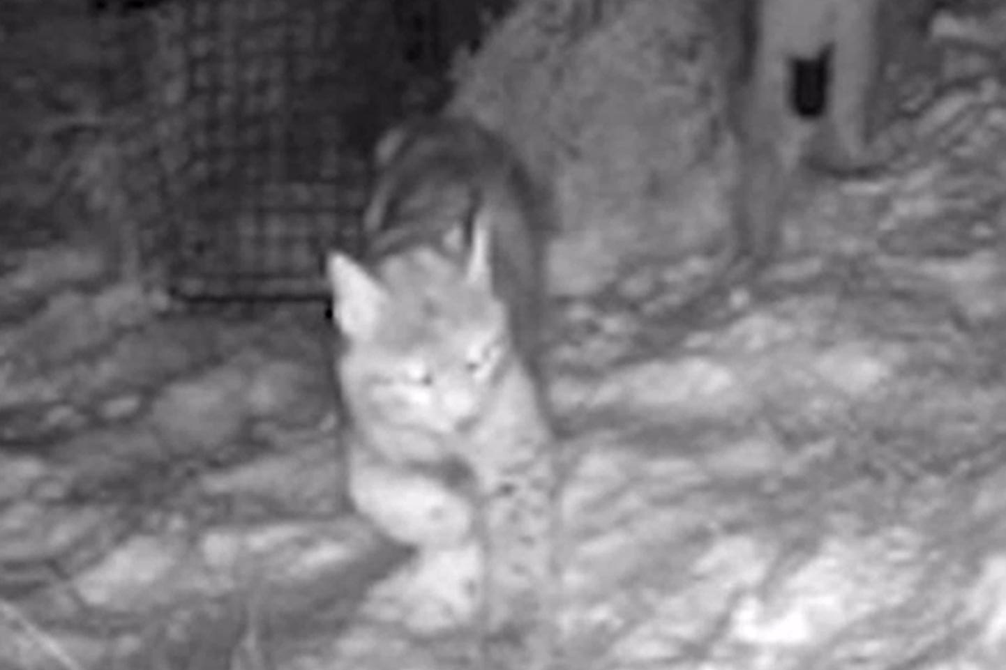 The lynx were baited into humane traps (RZSS/PA)