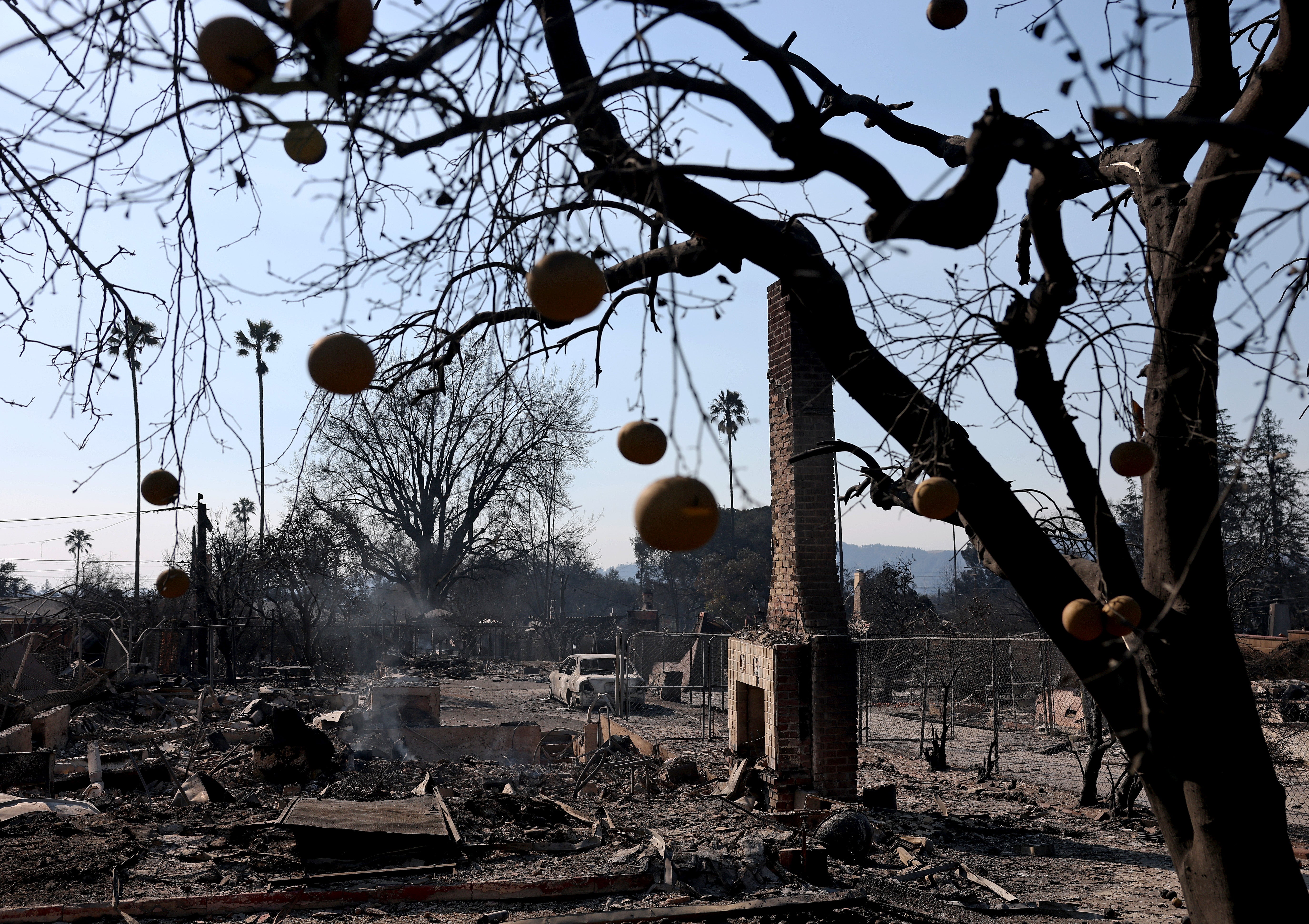 Fruit hangs from a tree in front of a home that was destroyed by the fire