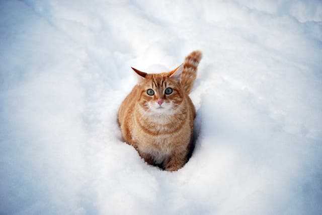 <p>Cats will likely be able to tell themselves when it is too cold for them to go outside</p>