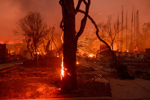 California Wildfires Tree Canopy