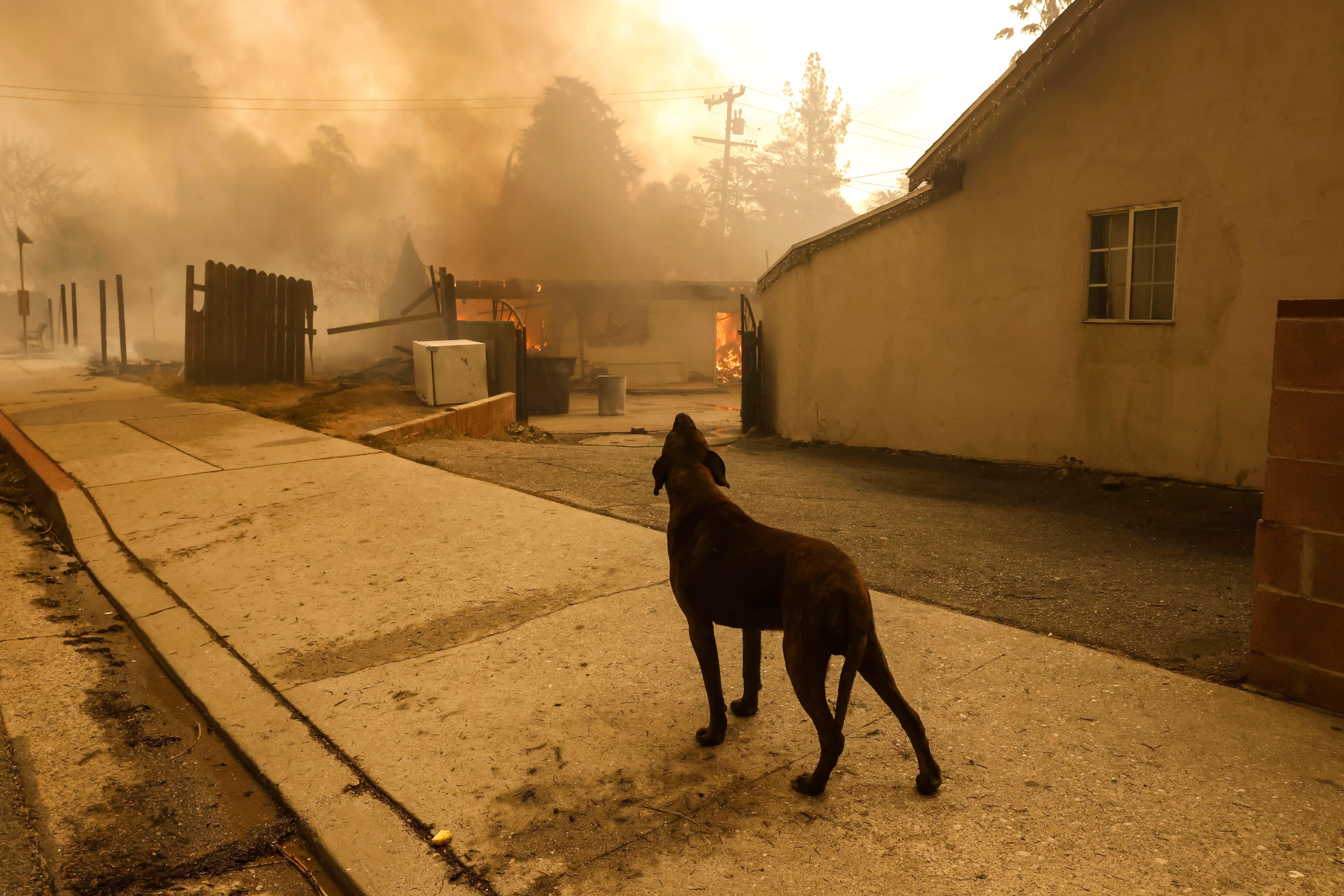 A dog outside of a house burning as a result of the Eaton wildfire in Altadena, California, USA, 08 January 2025