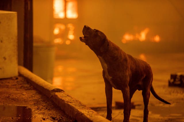 <p>A dog barks as the Eaton Fire destroys a neigbhorhood Wednesday, Jan. 8, 2025 in Altadena, Calif. (AP Photo/Ethan Swope)</p>