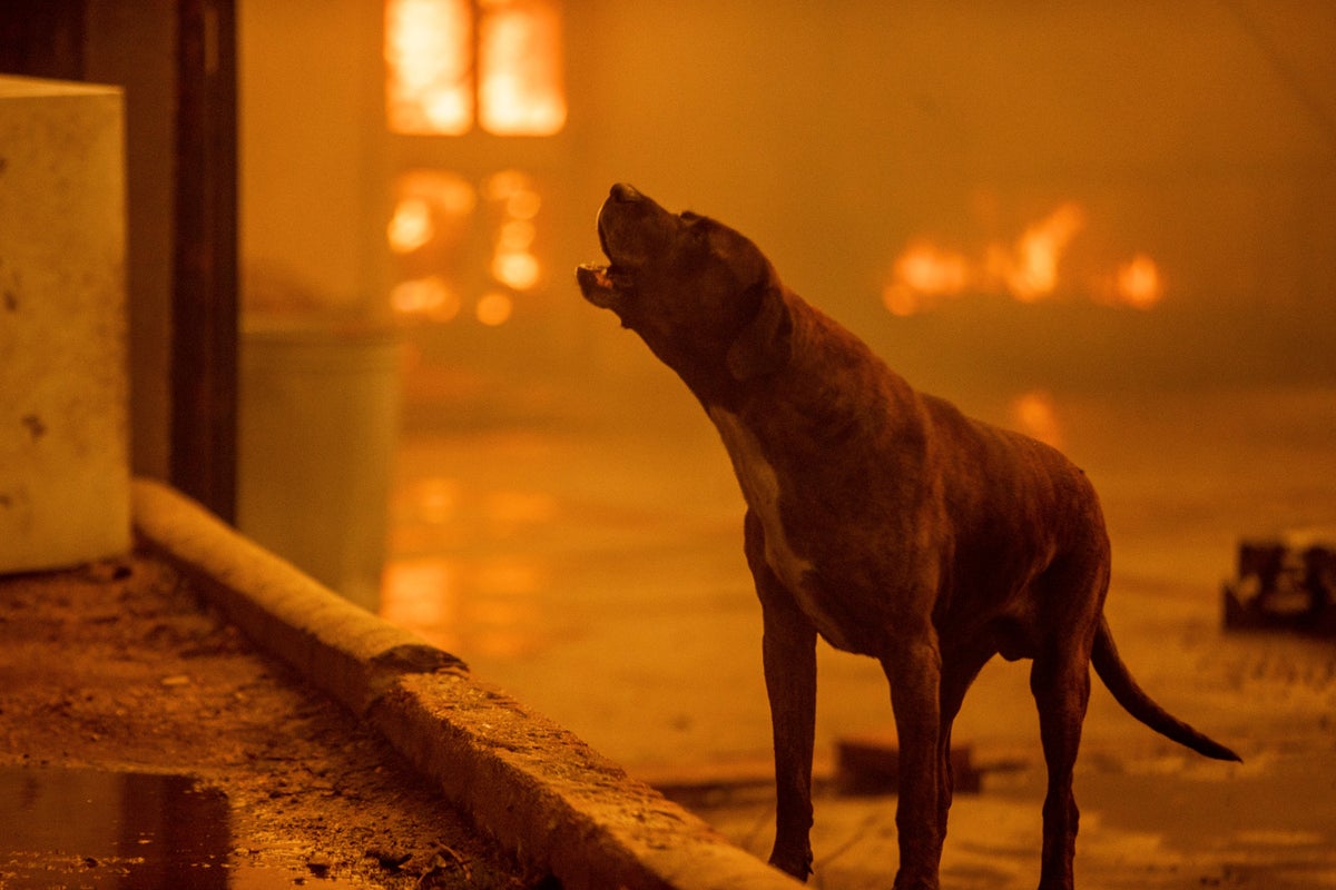 Dogs, horses and peacocks were rescued from the LA fires. A charity ...