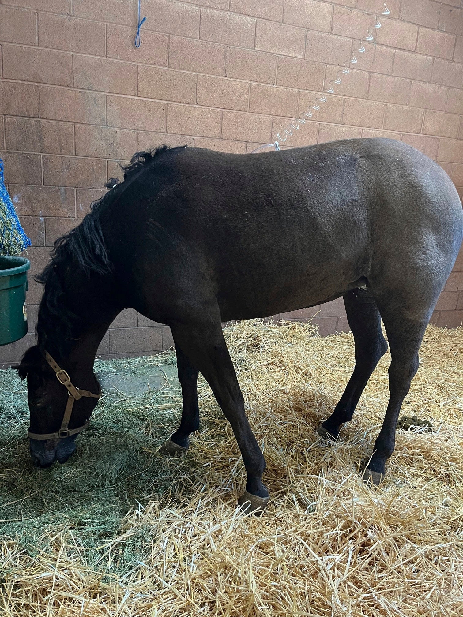 In this photo provided by Julia Bagan, a mare dubbed Flicka eats at the Chino Valley Equine Hospital in Chino Hills, Calif., Thursday, Jan. 8, 2025, after she was rescued from the Eaton Fire in Altadena on Wednesday