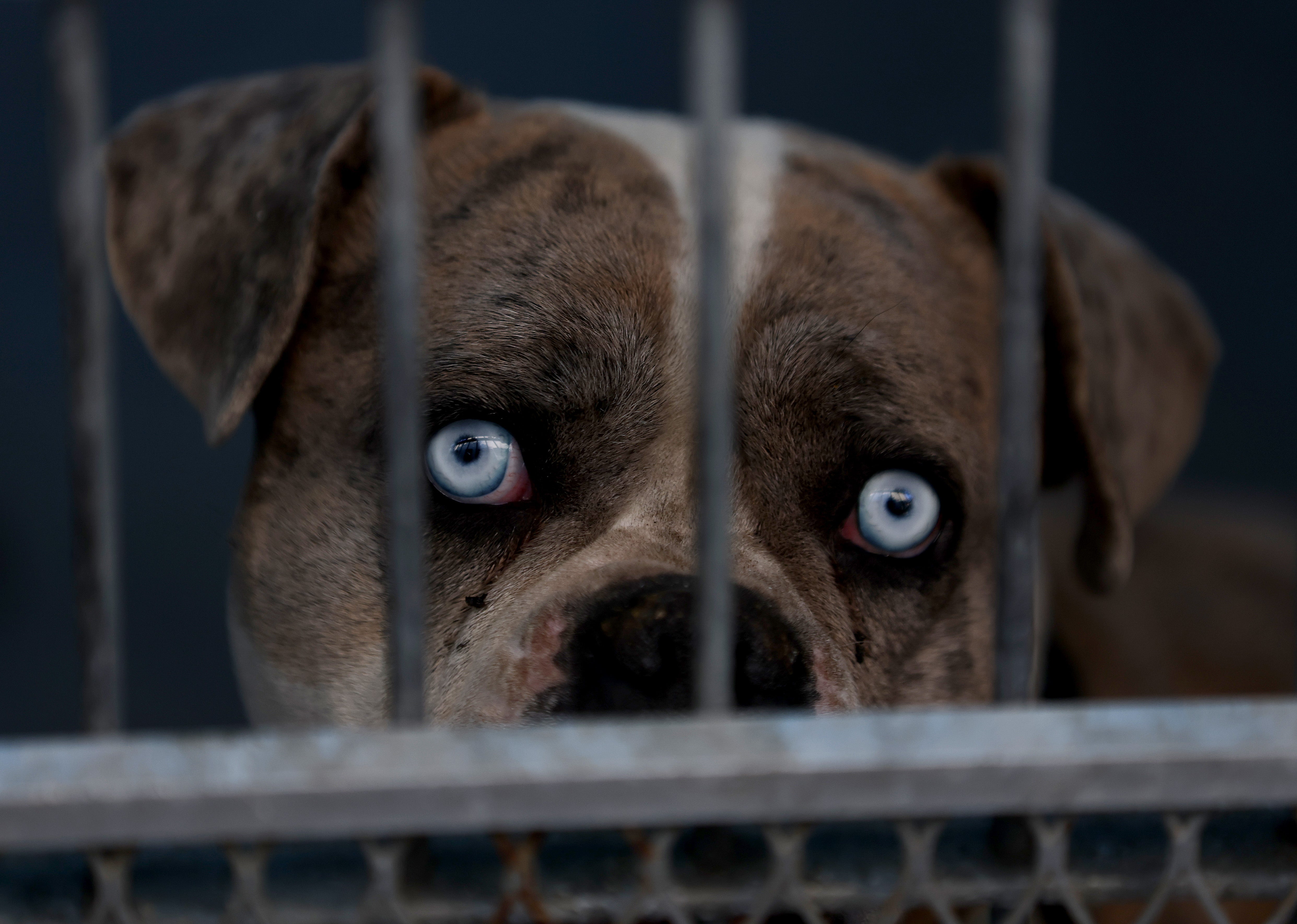 A dog being sheltered at the Pasadena Humane Society looks out from its kennel on January 10, 2025 in Pasadena, California