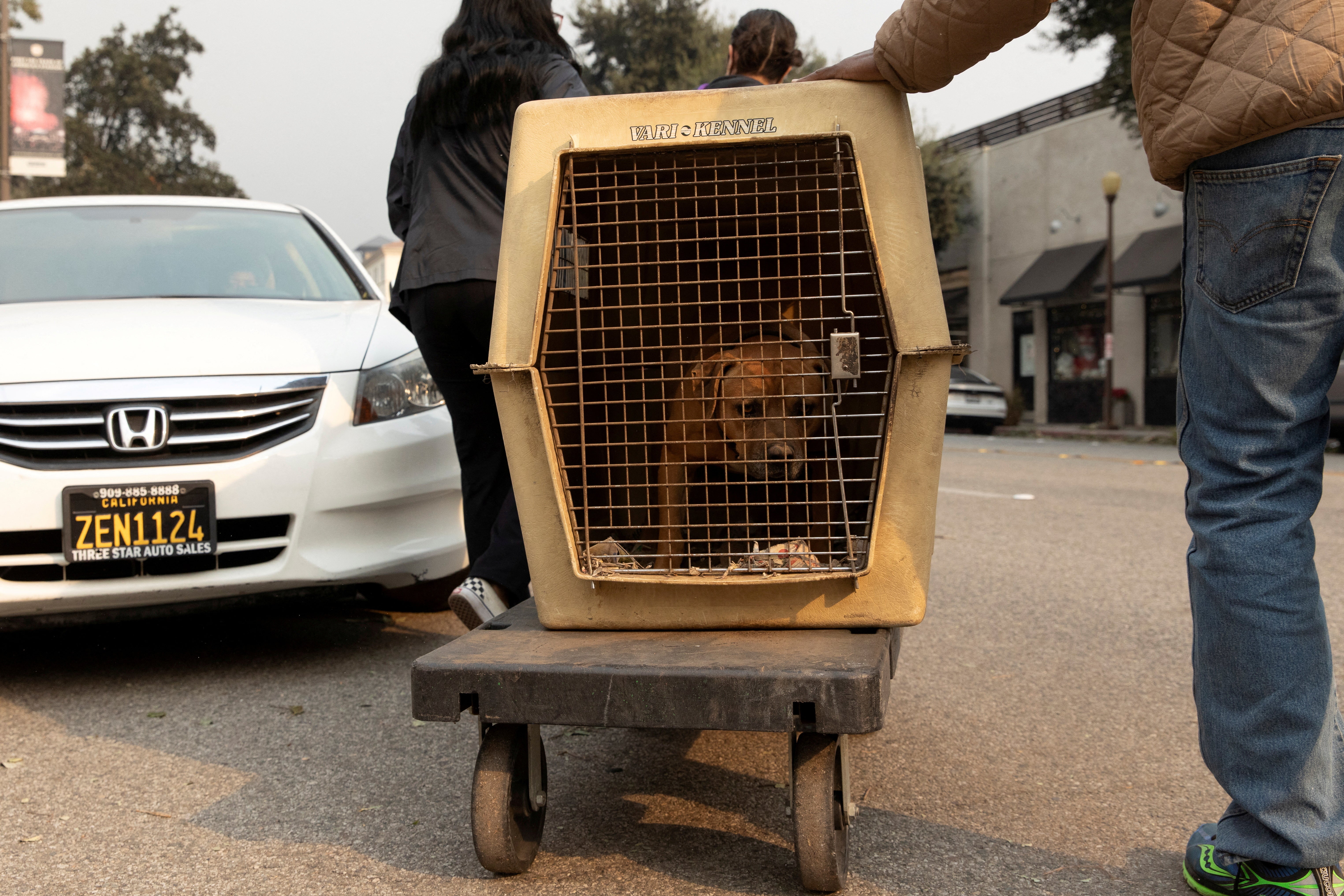 Evacuated residents from the Eaton Fire, carry a kennel with a dog as they seek shelter for it, at the Pasadena Humane Society in Pasadena, California, U.S. January 8, 2025