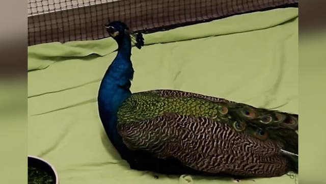 <p>Injured animals take cover at LA animal rescue in heartbreaking video.</p>