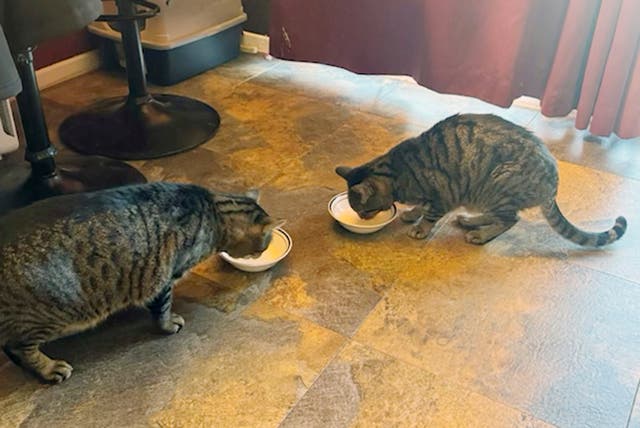 <p>Two of Jospeh’s cats drinking raw cow’s milk in November 2024</p>