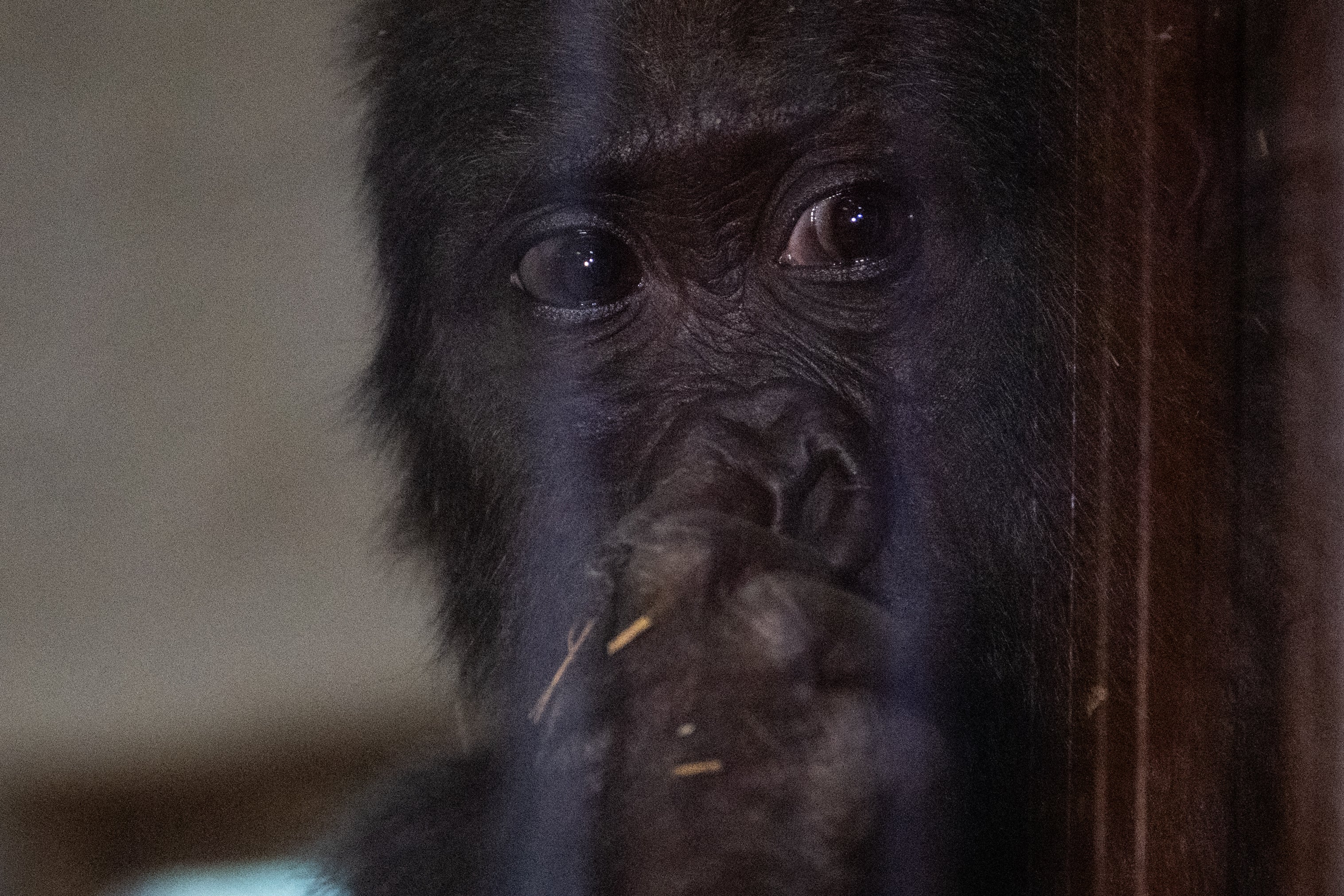 O bebê gorila ameaçado de extinção, encontrado pelas equipes de fiscalização alfandegária do Ministério do Comércio da Turquia no aeroporto de Istambul, chama-se 'Zeytin' (Olive)