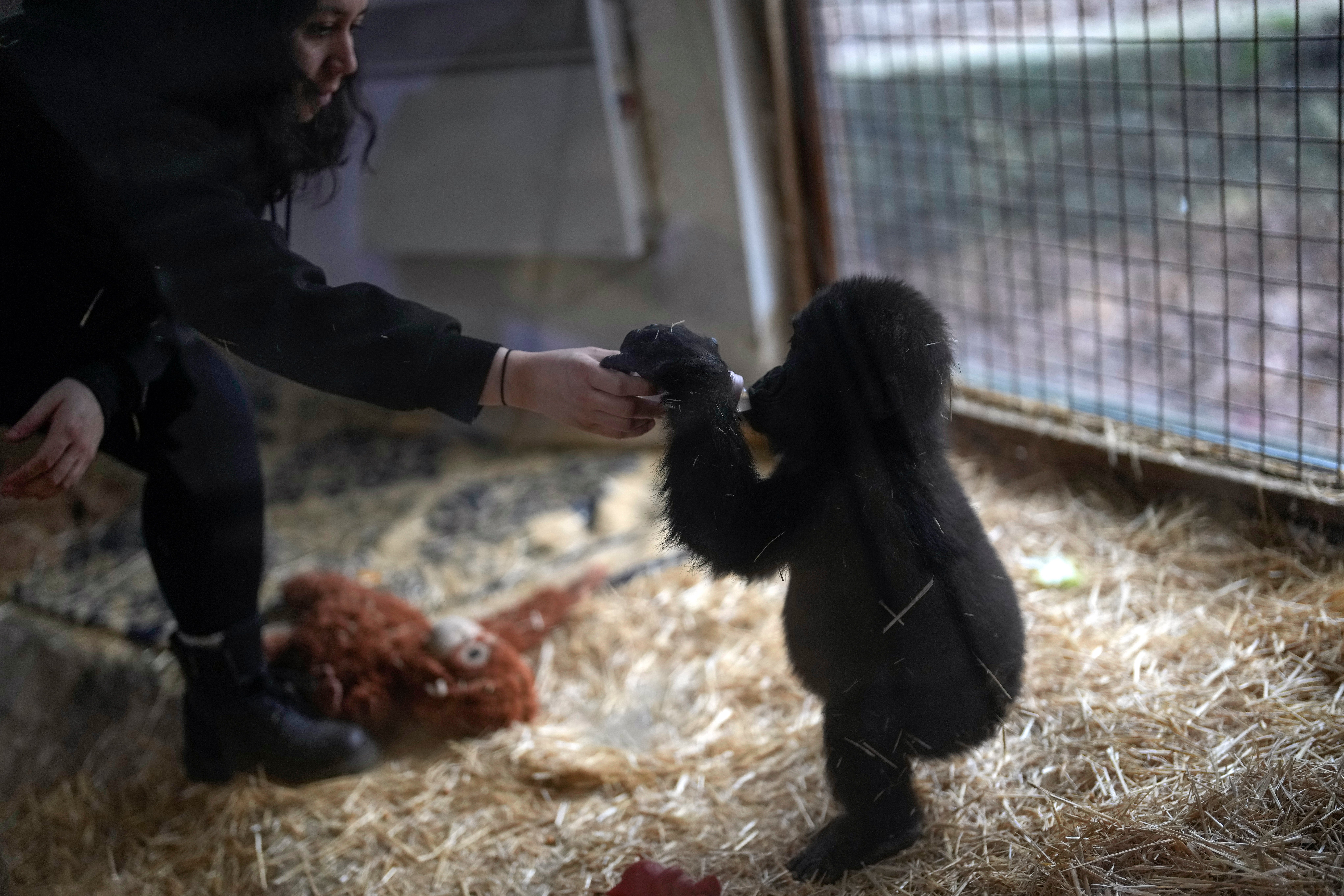 Zeytin, a five-month-old male gorilla infant who was rescued at Istanbul Airport, reacts with a keeper, in a specially created section of a zoo, in Istanbul, Turkey