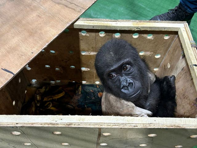 <p>A baby gorilla is seen in a crate after it was seized by Turkish customs officers at Istanbul Airport in Istanbul, </p>