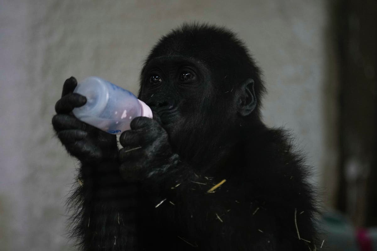 A young gorilla rescued from aircraft hold recovers at Istanbul zoo