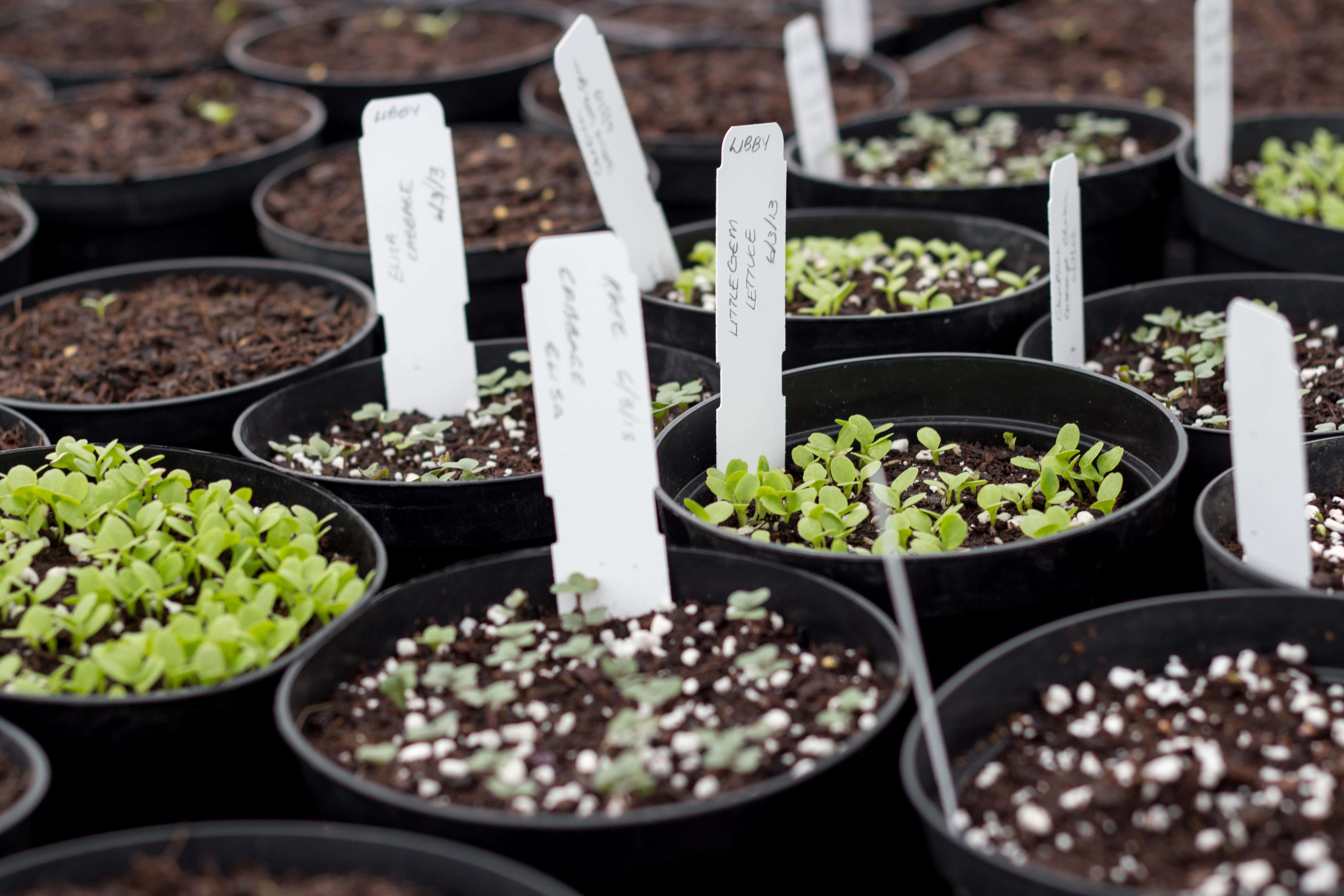 The easiest seeds to sow in winter