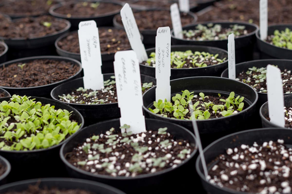 The easiest seeds to sow in winter