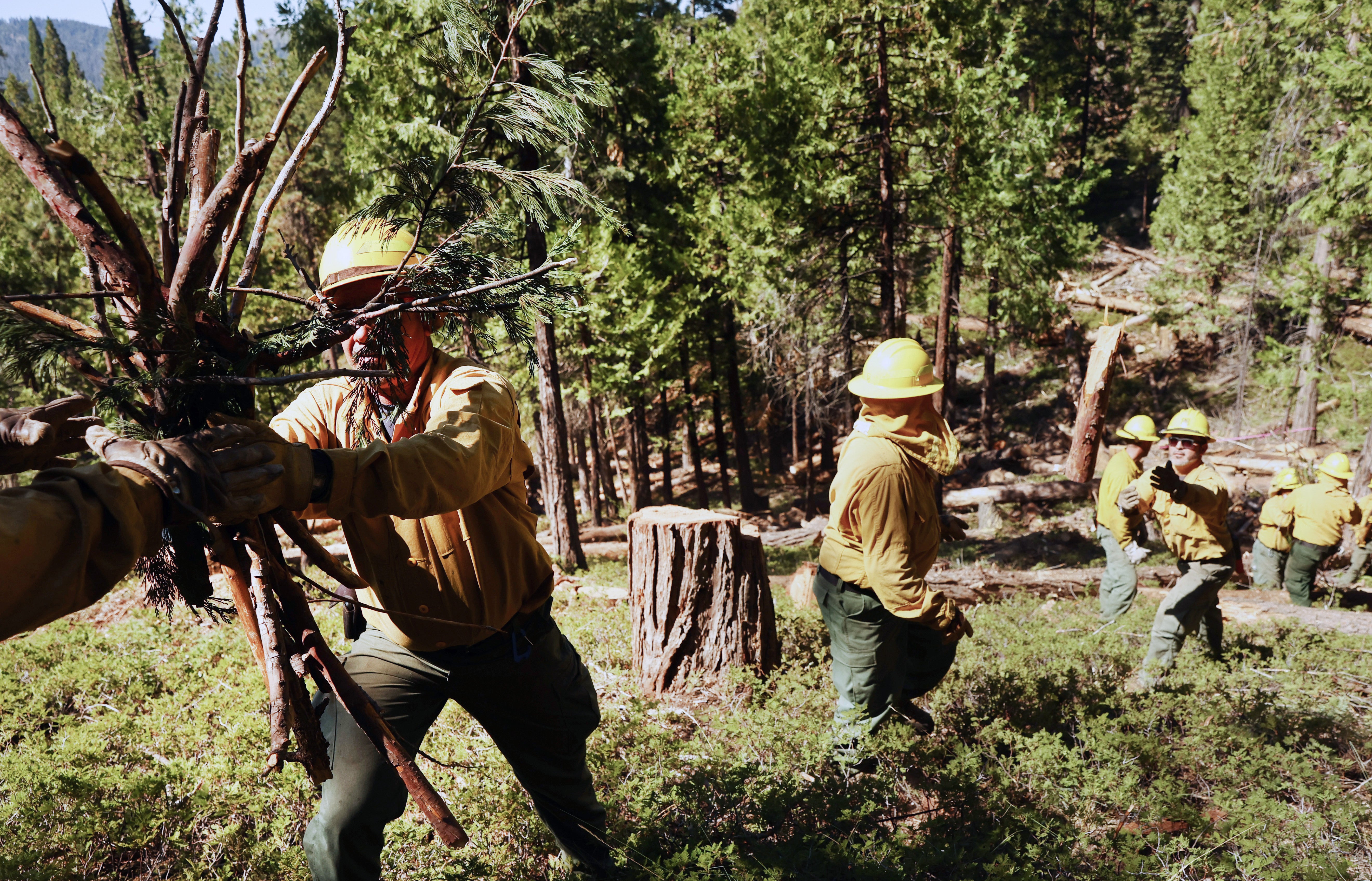 <p>Fuel reduction would not have made significant difference stopping L.A. fires, according to some experts </p>