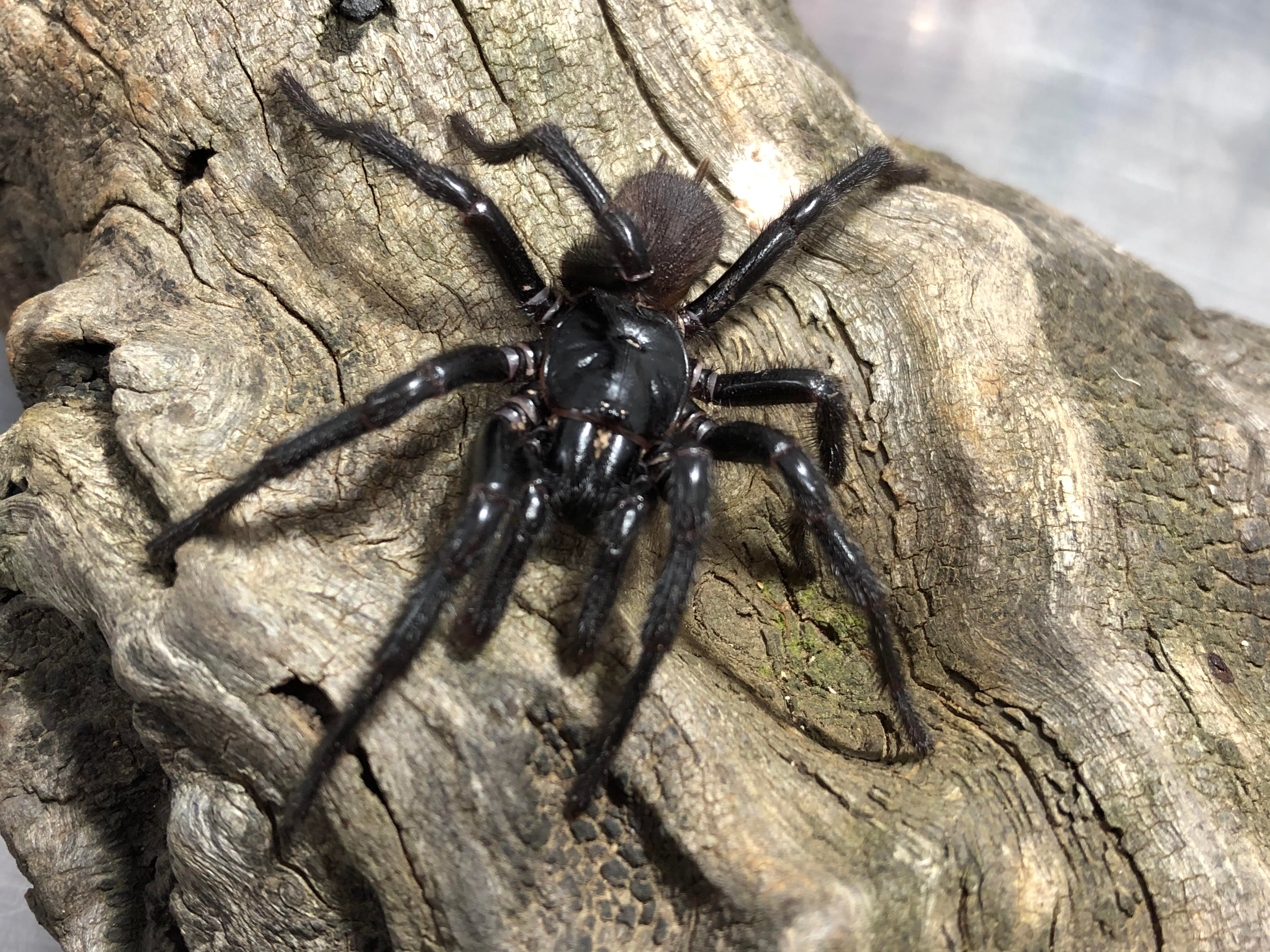 Big Boy funnel-web spider Atrax christenseni