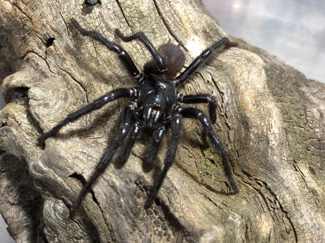 <p>The new funnel-web spider dubbed ‘Big Boy’ or Atrax christenseni</p>