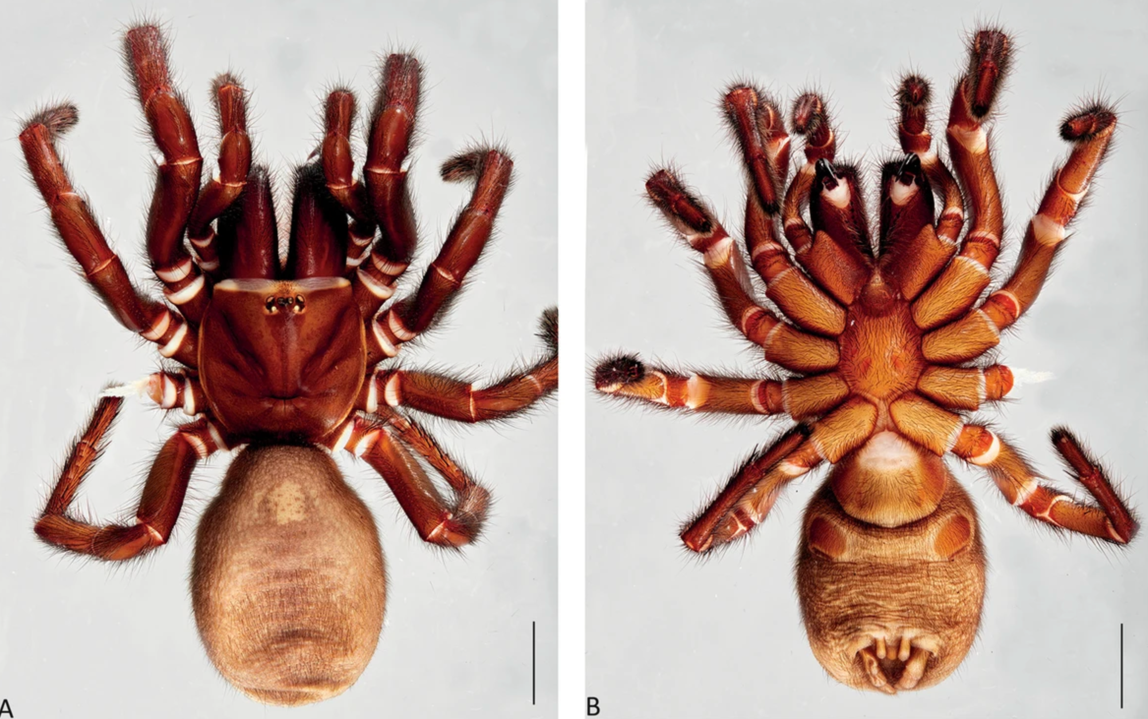 New ‘Big Boy’ funnel-web spider species Atrax christenseni