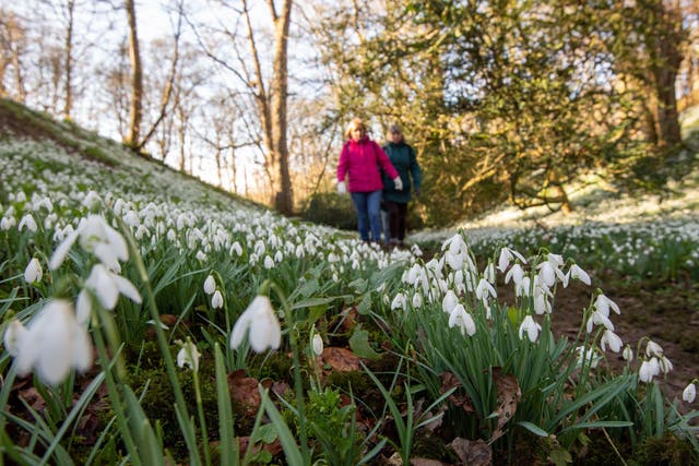 Now is the perfect time of year to see snowdrops (Alamy/PA)