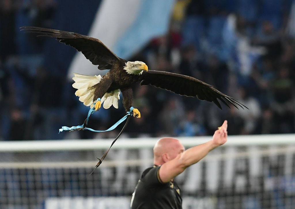 The eagle, named Olympia, flies over Lazio’s home stadium before matches