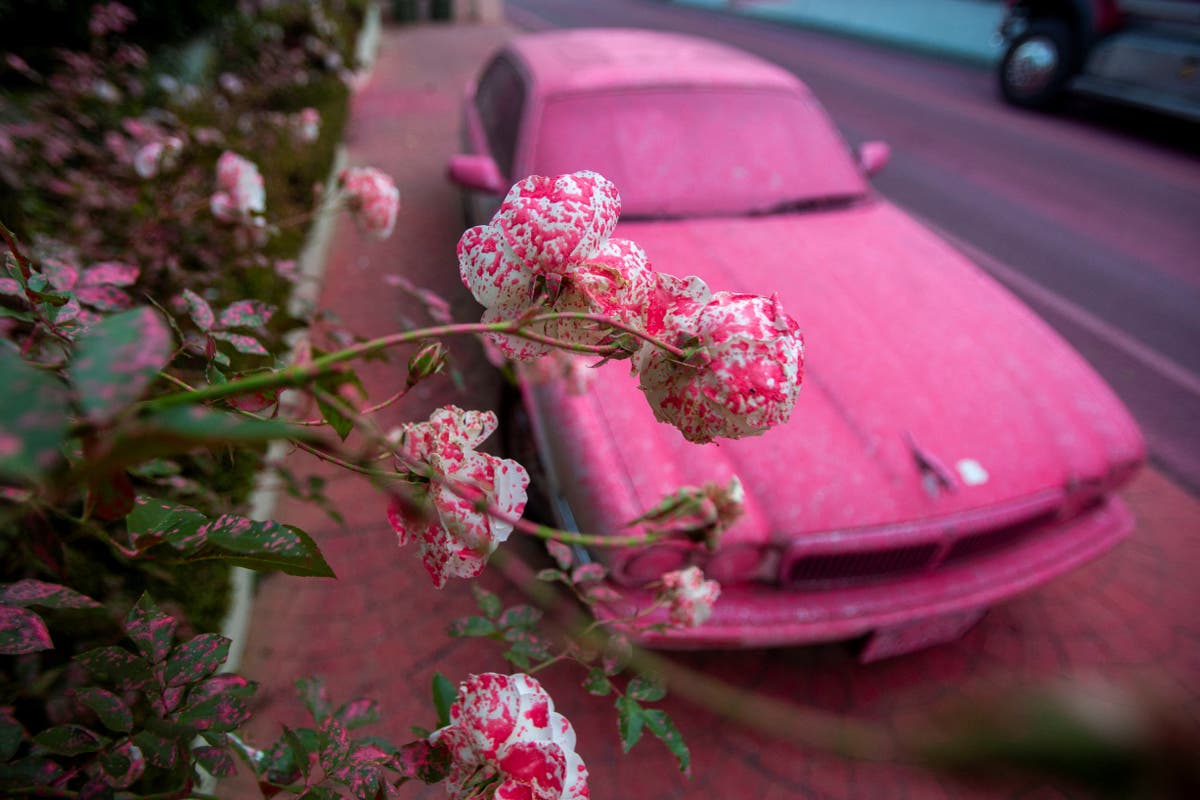 Why is LA turning pink after wildfires? Colorful powder on cars and trees explained