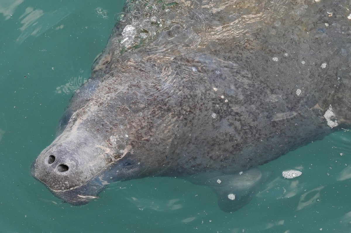 Manatees congregate in warm waters near power plants as US winter storms graze Florida