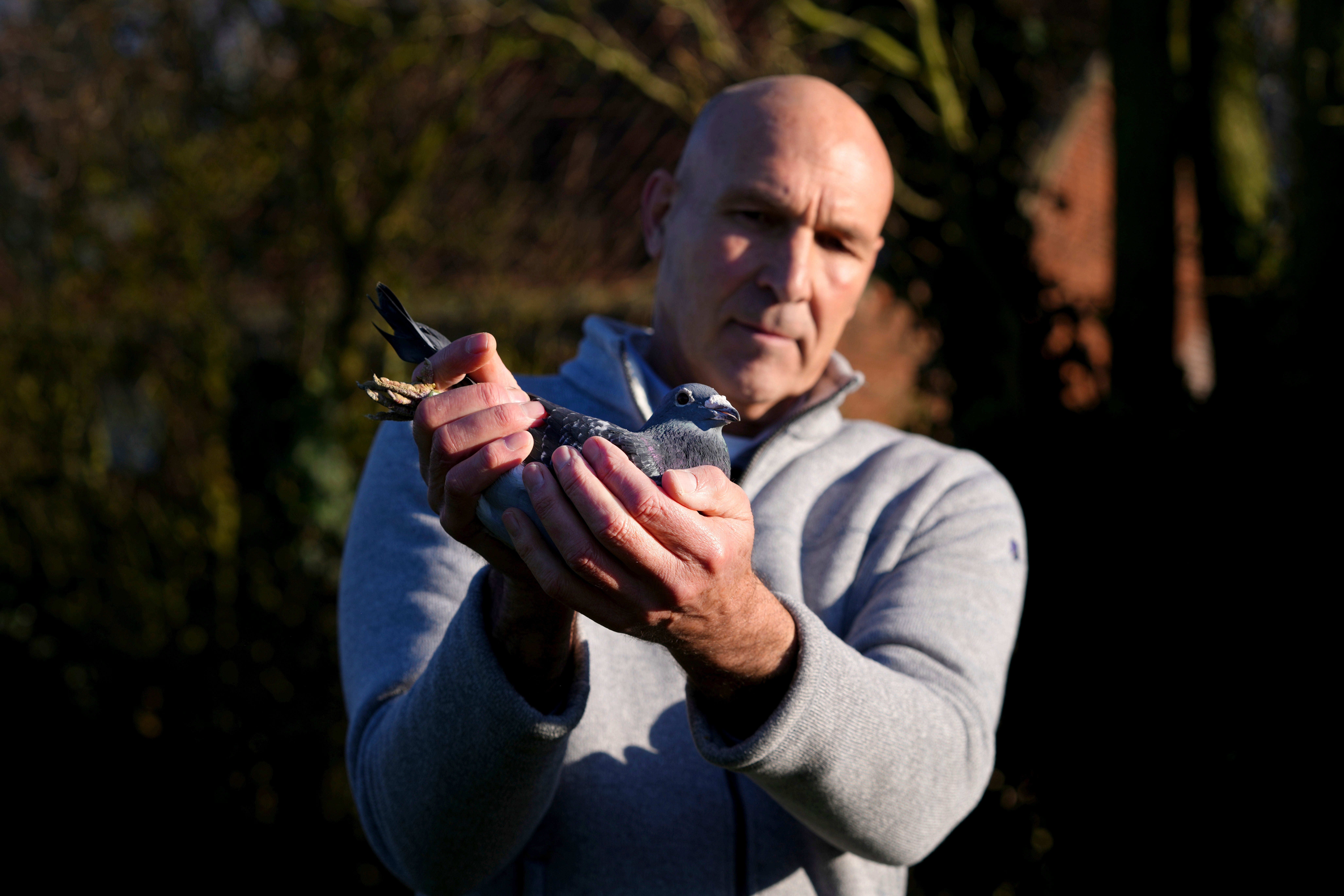 Belgium Grand Theft Pigeon