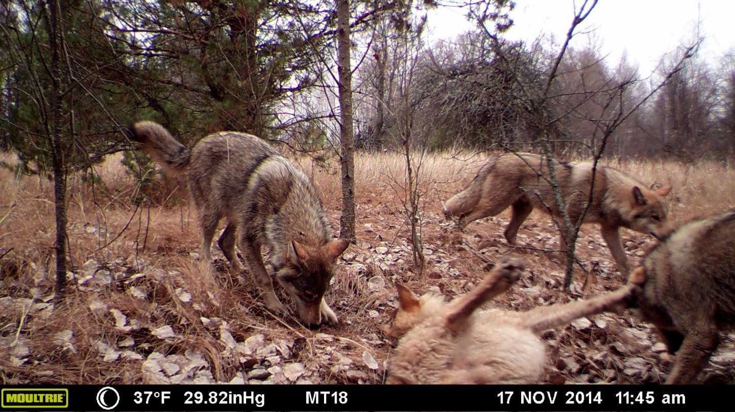 Pack of wolves visits a scent station in the Chernobyl exclusion zone