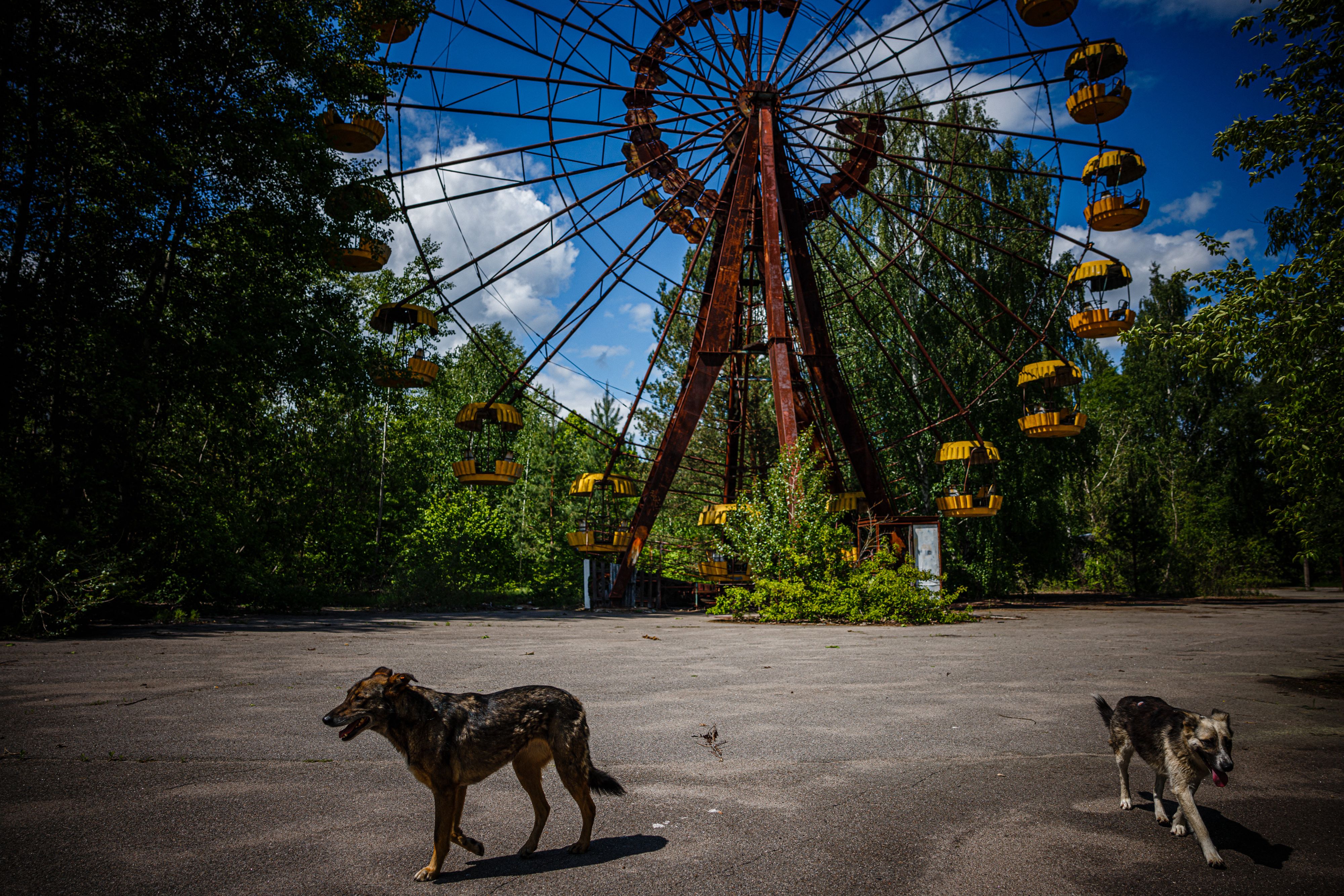 A foto mostra cães ao lado de uma roda gigante que passa na cidade fantasma de Pripyat, perto da usina nuclear de Chernobyl