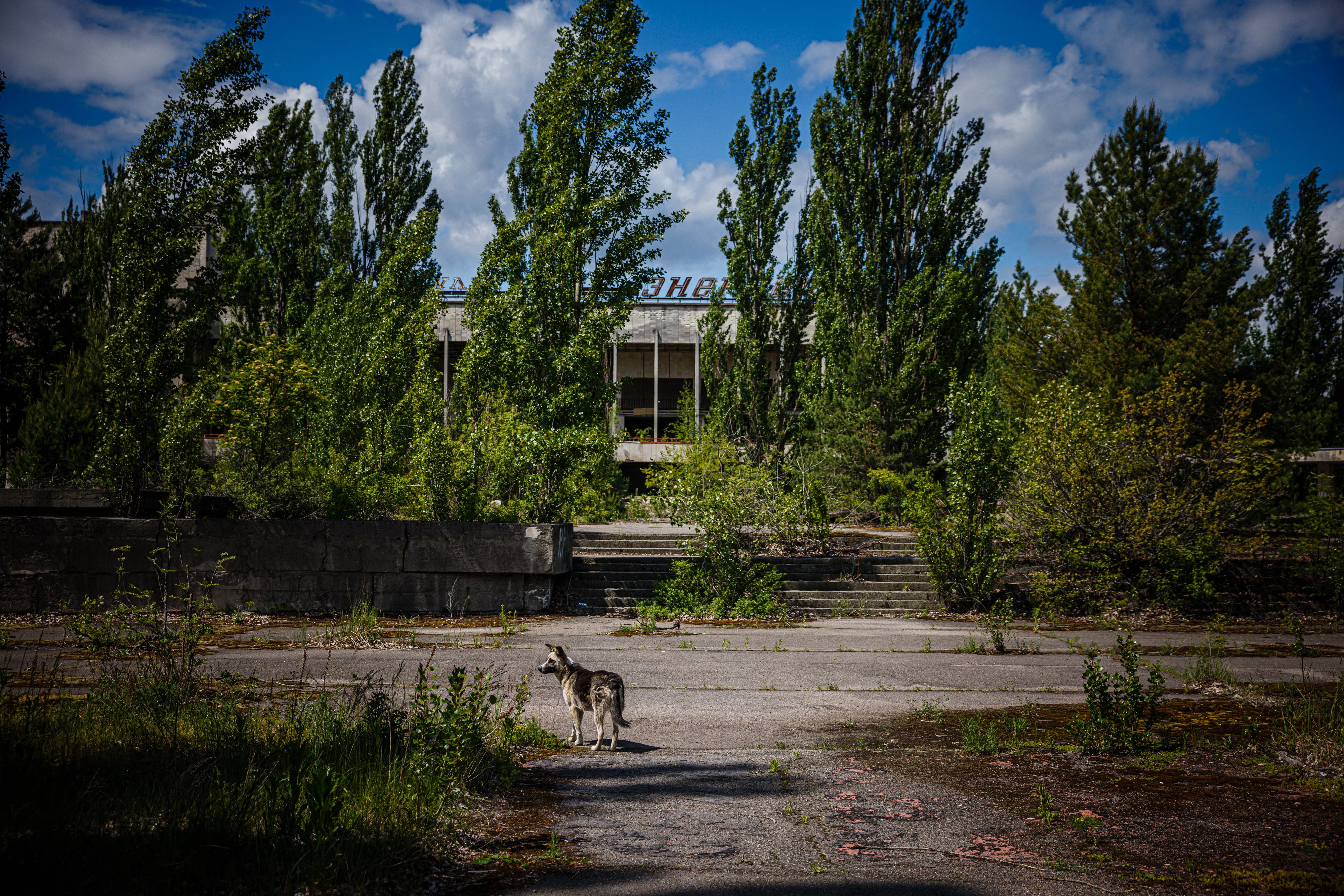 A foto mostra um cachorro na cidade fantasma de Pripyat, perto da usina nuclear de Chernobyl