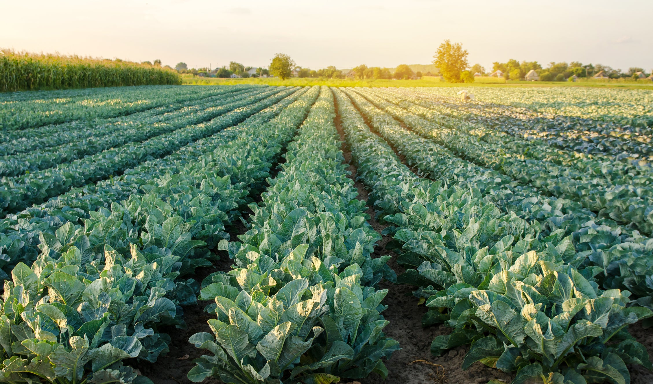 Mild temperatures in autumn and winter have meant that the crops have come up early.