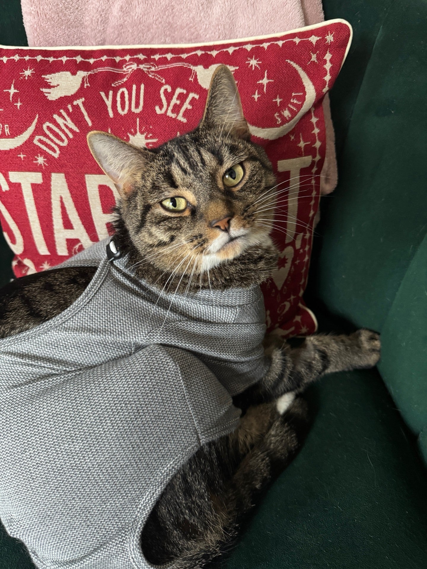 Nikos bought Sock a jacket when recovering from his surgery