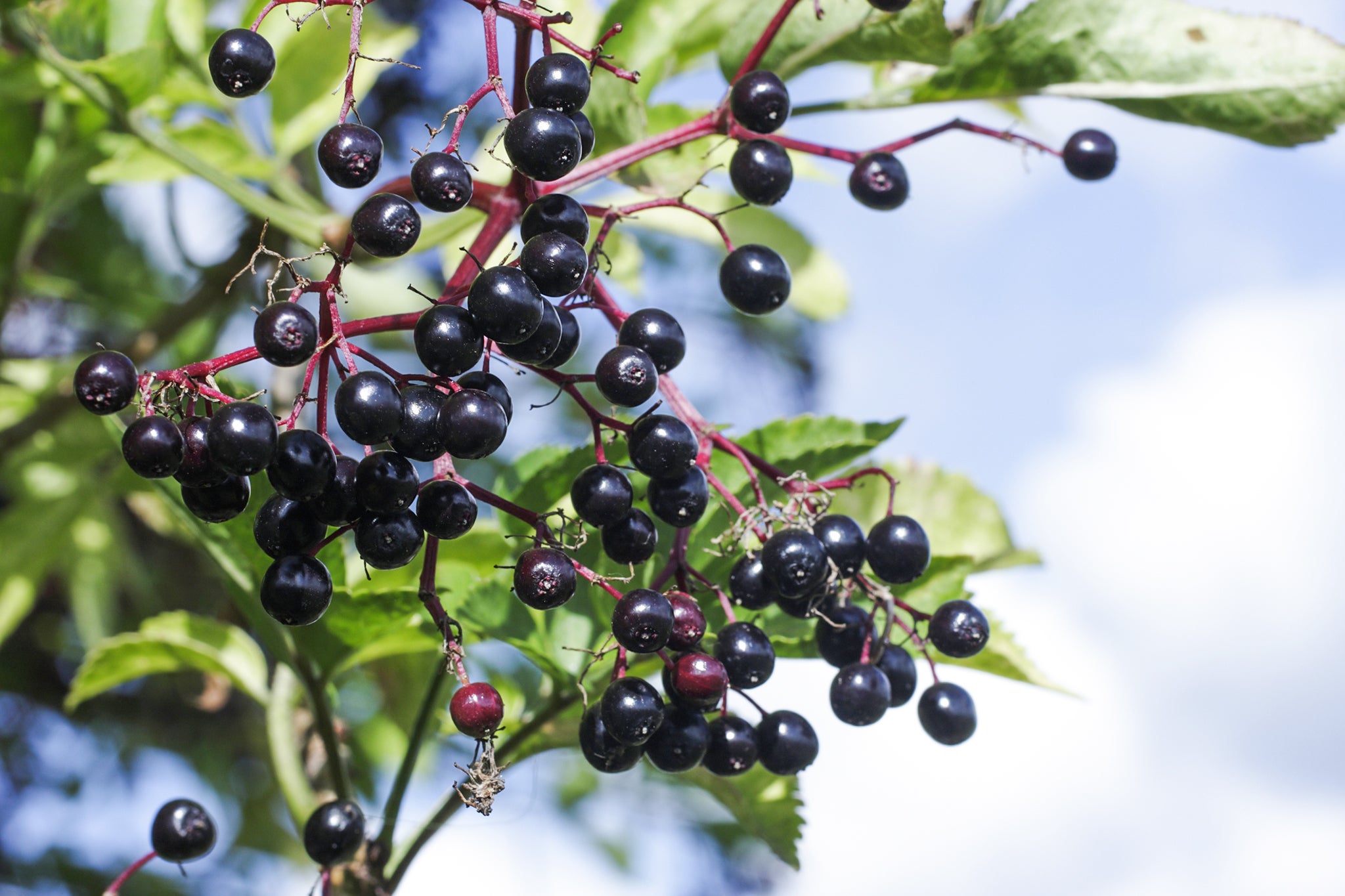 Americans spent $175 million on elderberry products last year. Do they actually work?