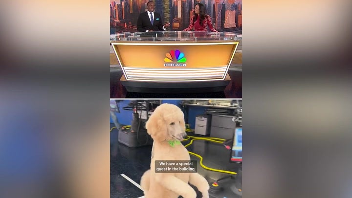 <p>Viral poodle interrupts live news broadcast by walking across studio on two legs.</p>