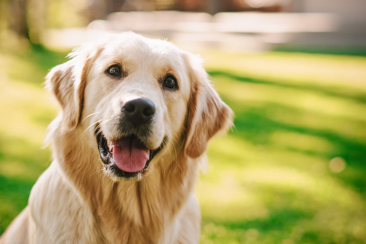 How to cope with the devastating loss of a pet